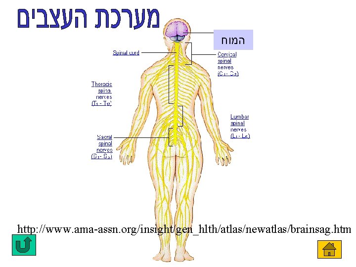  המוח http: //www. ama-assn. org/insight/gen_hlth/atlas/newatlas/brainsag. htm 