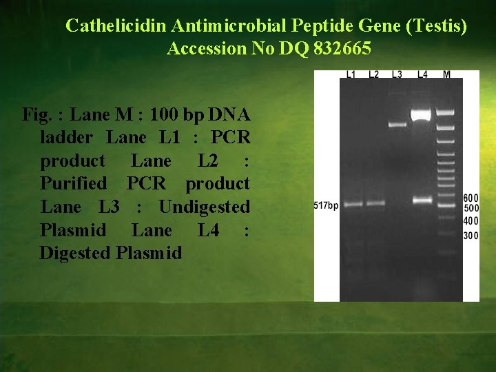 Cathelicidin Antimicrobial Peptide Gene (Testis) Accession No DQ 832665 Fig. : Lane M :