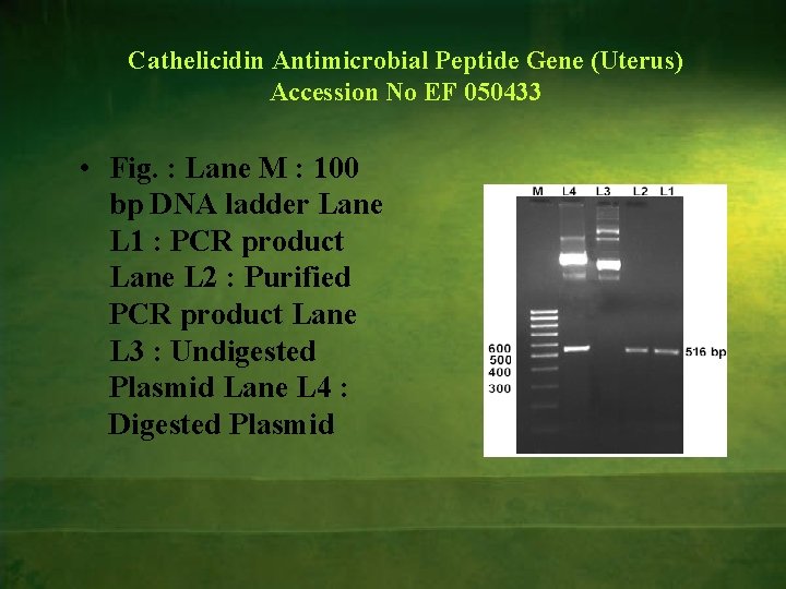 Cathelicidin Antimicrobial Peptide Gene (Uterus) Accession No EF 050433 • Fig. : Lane M