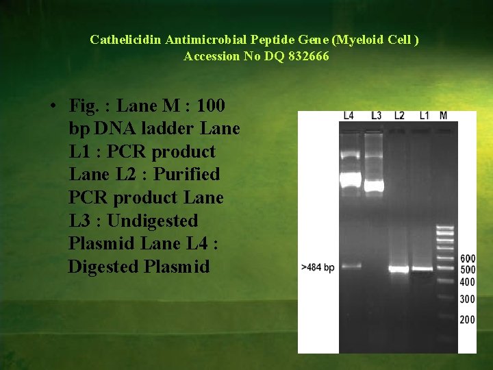 Cathelicidin Antimicrobial Peptide Gene (Myeloid Cell ) Accession No DQ 832666 • Fig. :