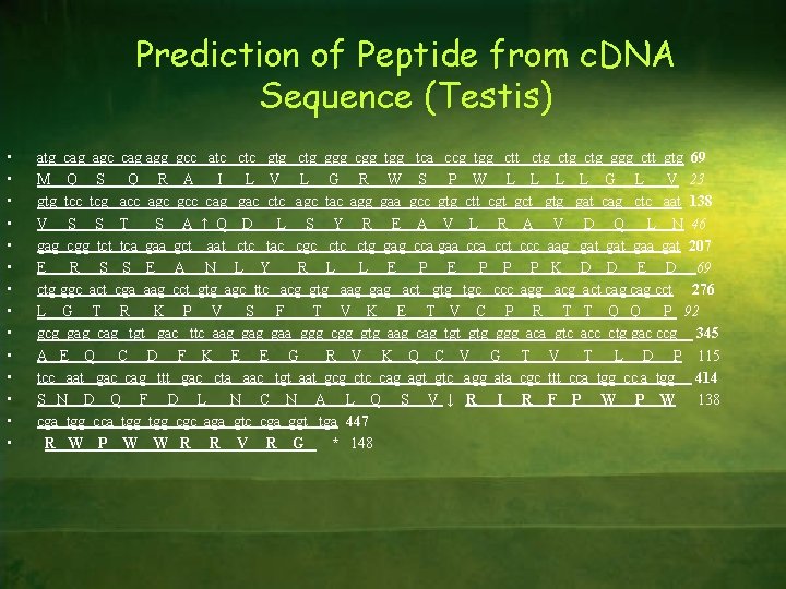 Prediction of Peptide from c. DNA Sequence (Testis) • • • • atg cag