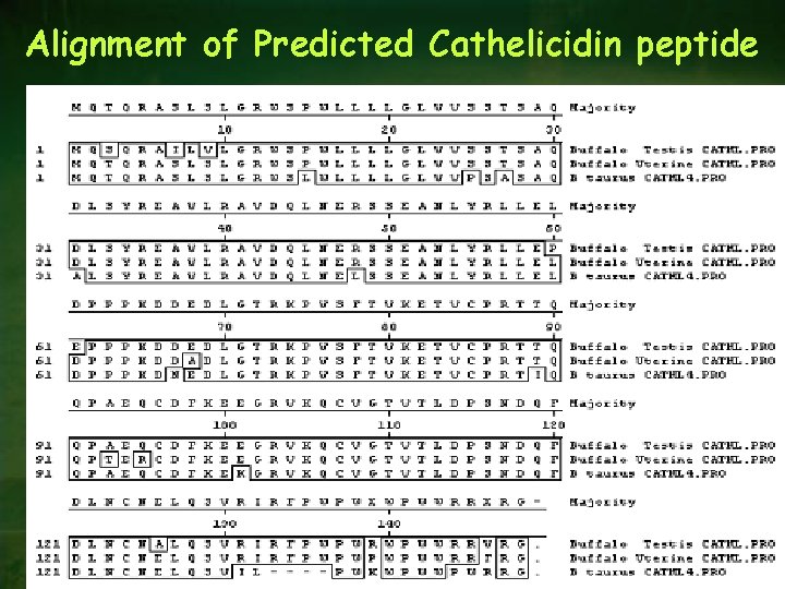 Alignment of Predicted Cathelicidin peptide 