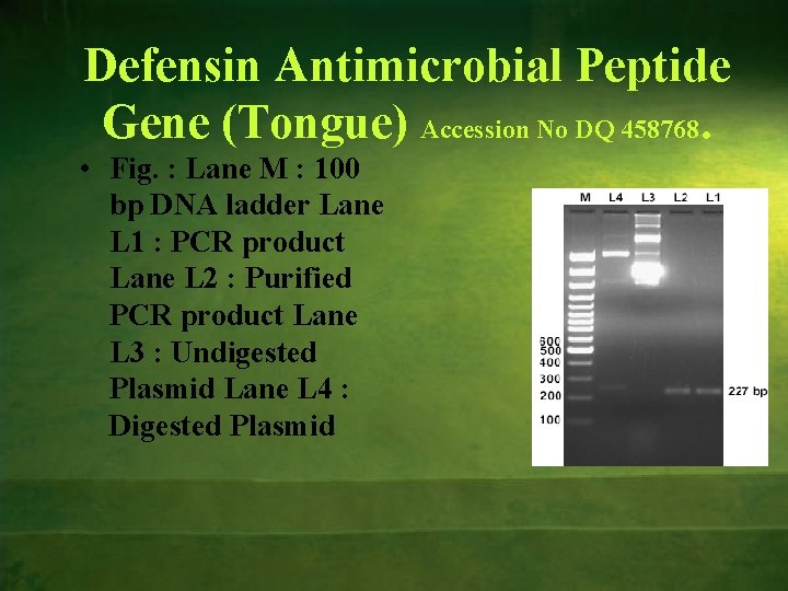 Defensin Antimicrobial Peptide Gene (Tongue) Accession No DQ 458768. • Fig. : Lane M