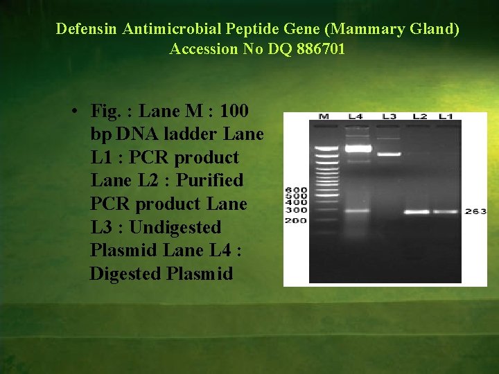 Defensin Antimicrobial Peptide Gene (Mammary Gland) Accession No DQ 886701 • Fig. : Lane