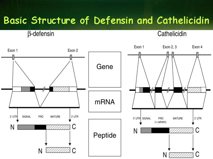 Basic Structure of Defensin and Cathelicidin 