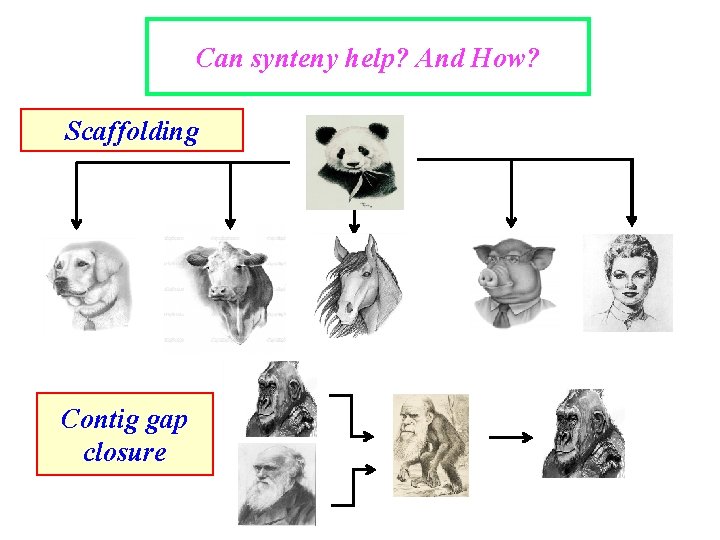 Can synteny help? And How? Scaffolding Contig gap closure 