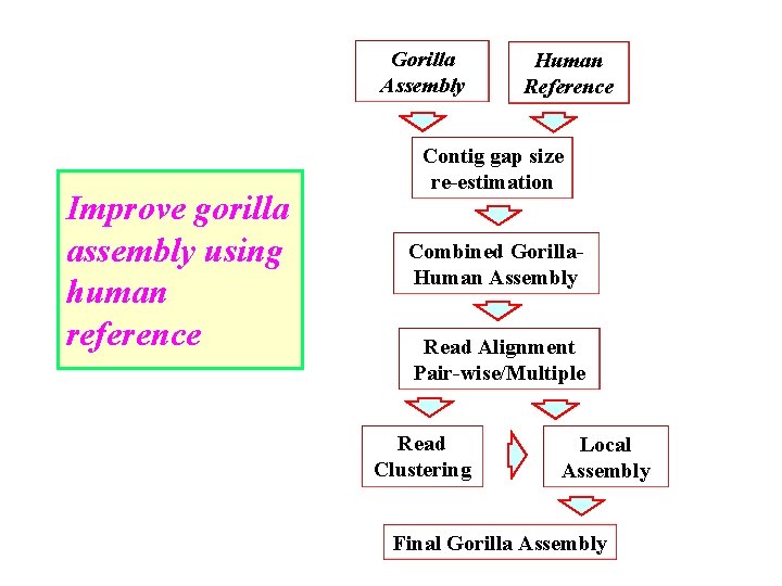Gorilla Assembly Improve gorilla assembly using human reference Human Reference Contig gap size re-estimation