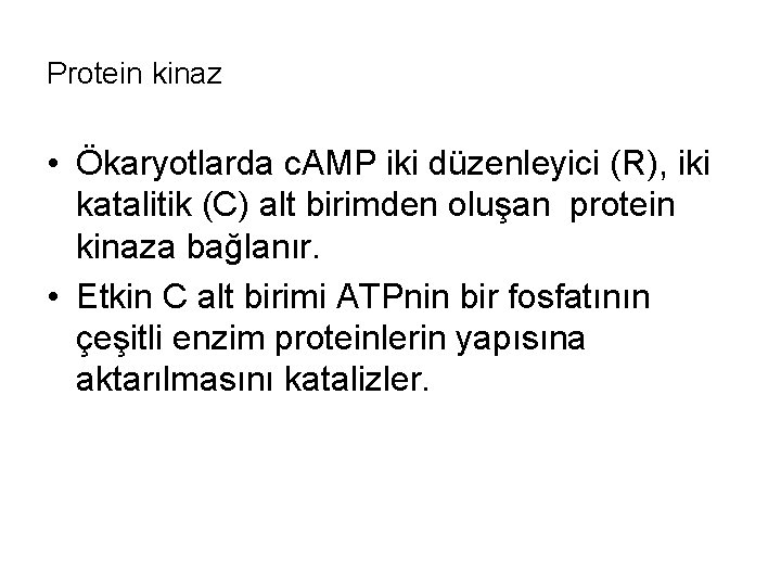 Protein kinaz • Ökaryotlarda c. AMP iki düzenleyici (R), iki katalitik (C) alt birimden