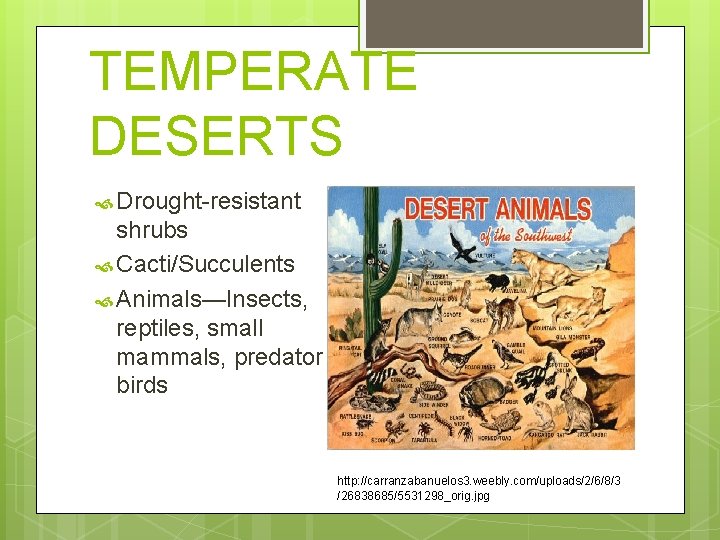 TEMPERATE DESERTS Drought-resistant shrubs Cacti/Succulents Animals—Insects, reptiles, small mammals, predator birds http: //carranzabanuelos 3.