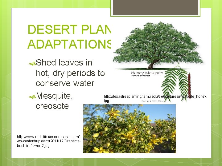 DESERT PLANT ADAPTATIONS Shed leaves in hot, dry periods to conserve water http: //texastreeplanting.