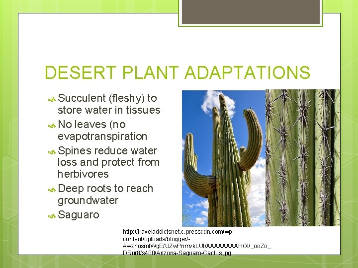 DESERT PLANT ADAPTATIONS Succulent (fleshy) to store water in tissues No leaves (no evapotranspiration