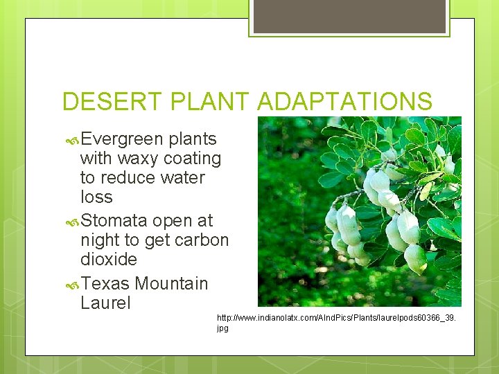 DESERT PLANT ADAPTATIONS Evergreen plants with waxy coating to reduce water loss Stomata open