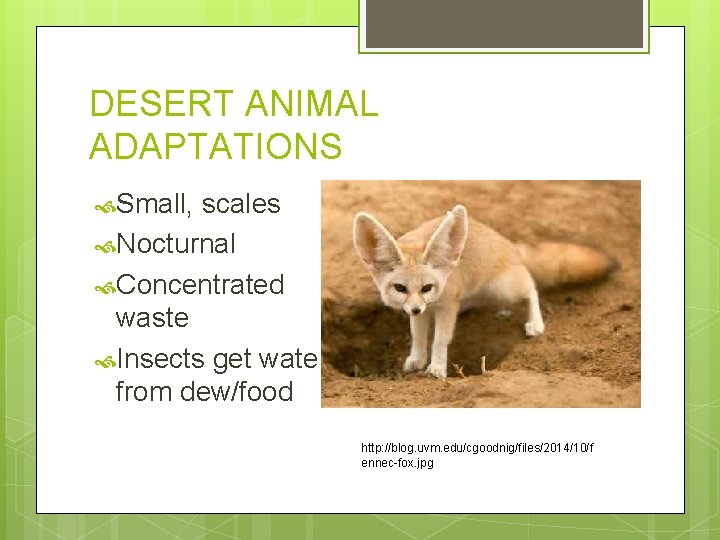 DESERT ANIMAL ADAPTATIONS Small, scales Nocturnal Concentrated waste Insects get water from dew/food http: