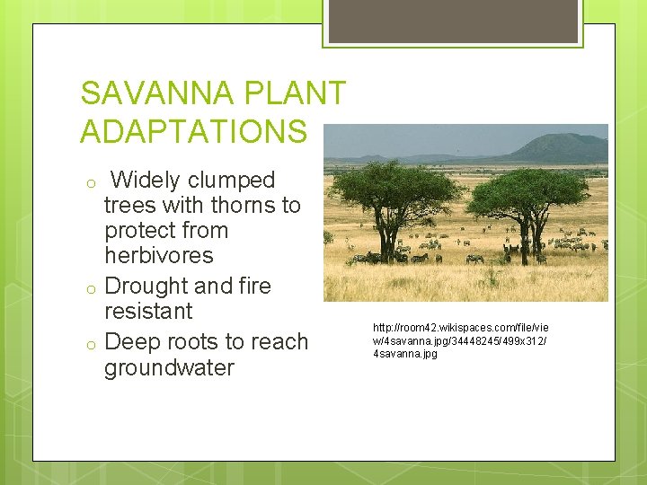 SAVANNA PLANT ADAPTATIONS o o o Widely clumped trees with thorns to protect from