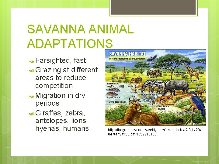 SAVANNA ANIMAL ADAPTATIONS Farsighted, fast Grazing at different areas to reduce competition Migration in