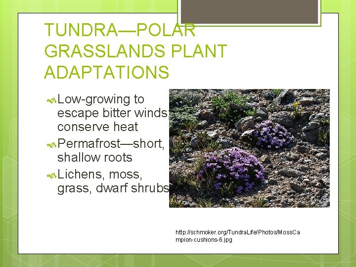 TUNDRA—POLAR GRASSLANDS PLANT ADAPTATIONS Low-growing to escape bitter winds; conserve heat Permafrost—short, shallow roots