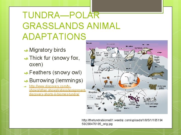 TUNDRA—POLAR GRASSLANDS ANIMAL ADAPTATIONS Migratory birds Thick fur (snowy fox, oxen) Feathers (snowy owl)
