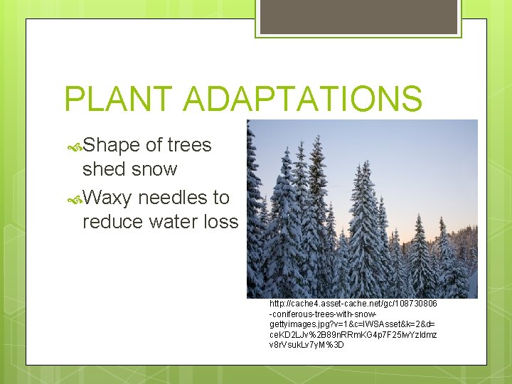 PLANT ADAPTATIONS Shape of trees shed snow Waxy needles to reduce water loss http: