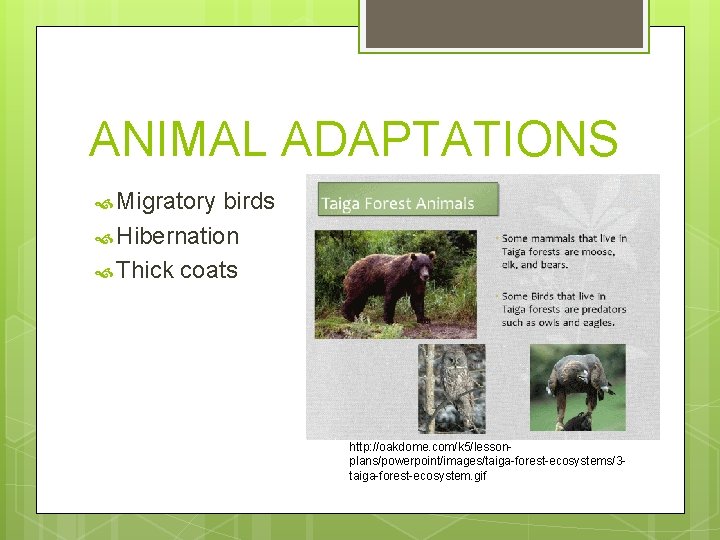 ANIMAL ADAPTATIONS Migratory birds Hibernation Thick coats http: //oakdome. com/k 5/lessonplans/powerpoint/images/taiga-forest-ecosystems/3 taiga-forest-ecosystem. gif 