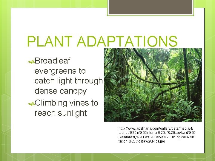 PLANT ADAPTATIONS Broadleaf evergreens to catch light through dense canopy Climbing vines to reach