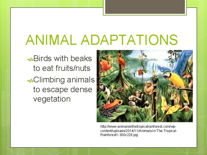 ANIMAL ADAPTATIONS Birds with beaks to eat fruits/nuts Climbing animals to escape dense vegetation