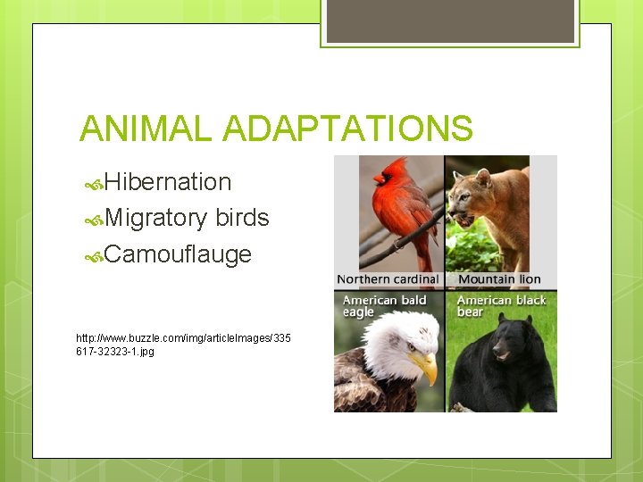 ANIMAL ADAPTATIONS Hibernation Migratory birds Camouflauge http: //www. buzzle. com/img/article. Images/335 617 -32323 -1.