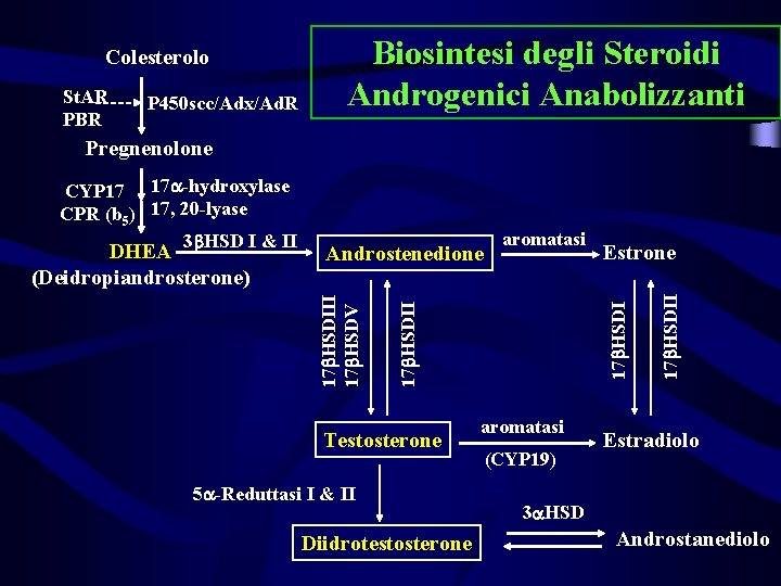 Colesterolo St. AR PBR P 450 scc/Adx/Ad. R Biosintesi degli Steroidi Androgenici Anabolizzanti Pregnenolone