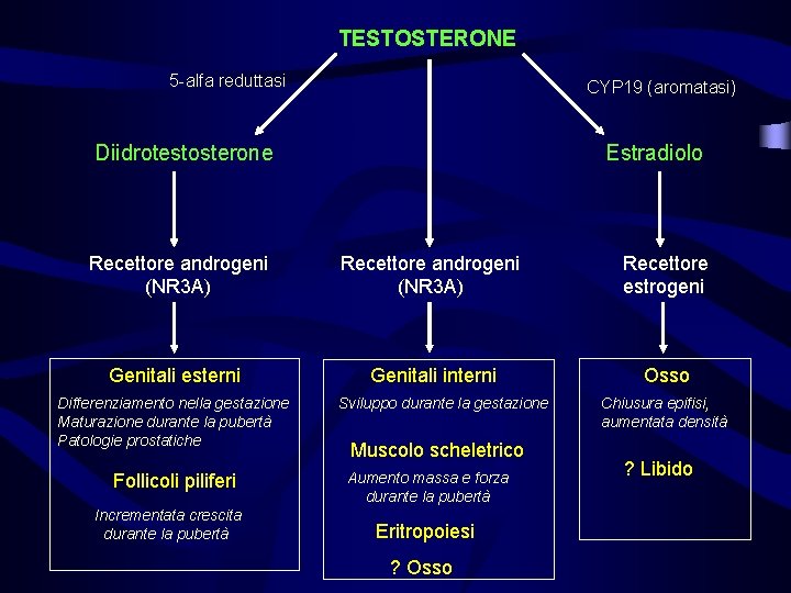 TESTOSTERONE 5 -alfa reduttasi CYP 19 (aromatasi) Diidrotestosterone Estradiolo Recettore androgeni (NR 3 A)