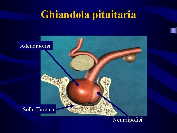 Ghiandola pituitaria Adenoipofisi Sella Turcica Neuroipofisi 