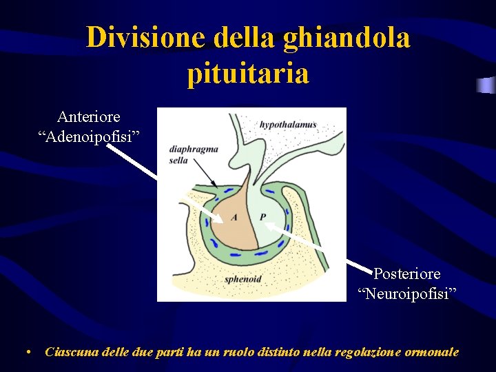 Divisione della ghiandola pituitaria Anteriore “Adenoipofisi” Posteriore “Neuroipofisi” • Ciascuna delle due parti ha