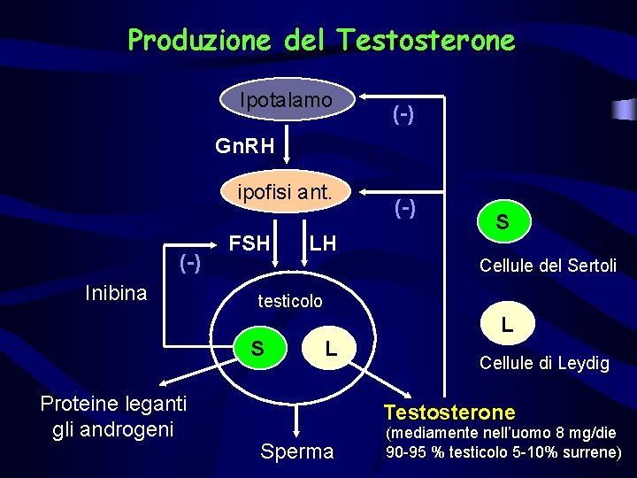 Produzione del Testosterone Ipotalamo (-) Gn. RH ipofisi ant. (-) Inibina FSH LH (-)