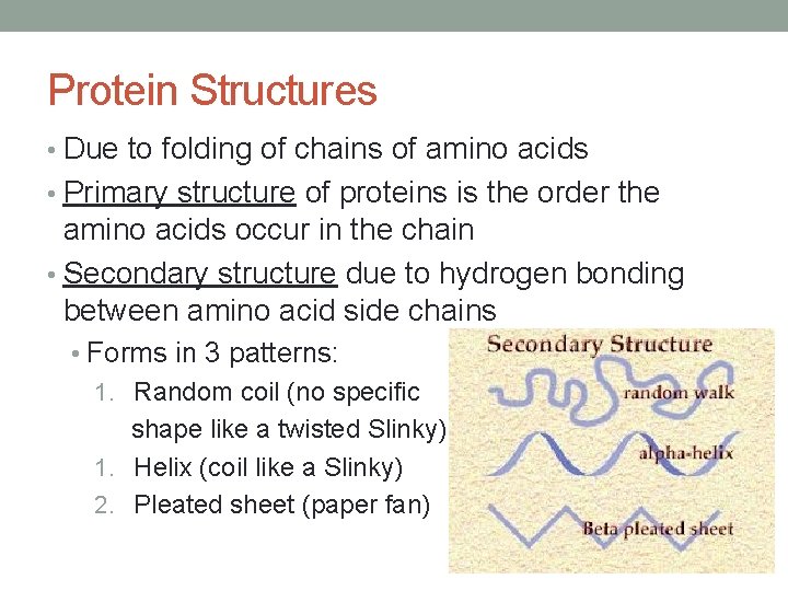 Protein Structures • Due to folding of chains of amino acids • Primary structure