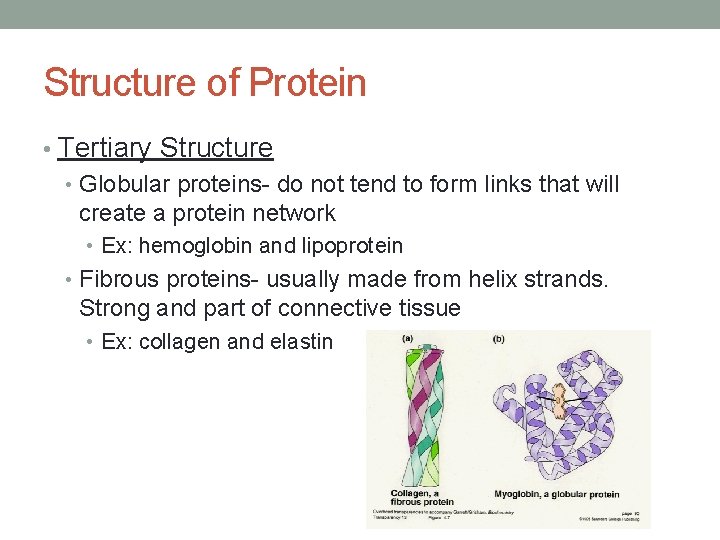 Structure of Protein • Tertiary Structure • Globular proteins- do not tend to form