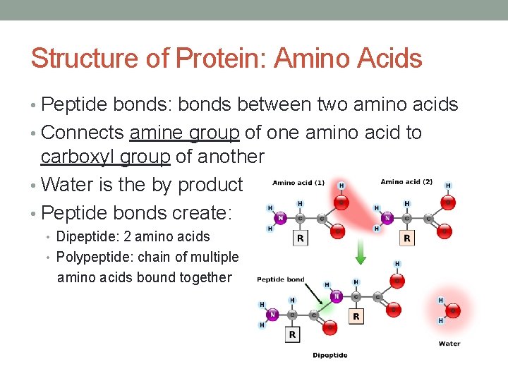 Structure of Protein: Amino Acids • Peptide bonds: bonds between two amino acids •