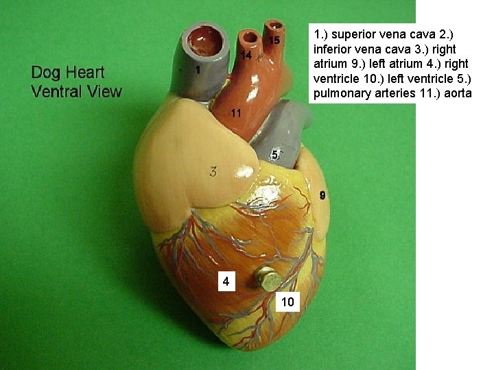 1. ) superior vena cava 2. ) inferior vena cava 3. ) right atrium