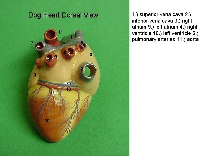 1. ) superior vena cava 2. ) inferior vena cava 3. ) right atrium