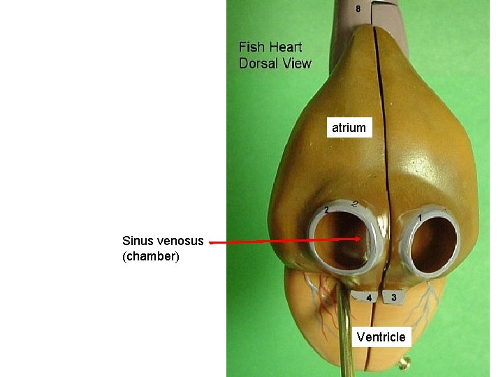 atrium Sinus venosus (chamber) Ventricle 