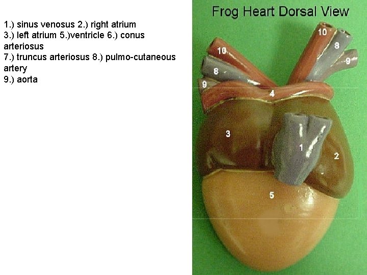 1. ) sinus venosus 2. ) right atrium 3. ) left atrium 5. )ventricle