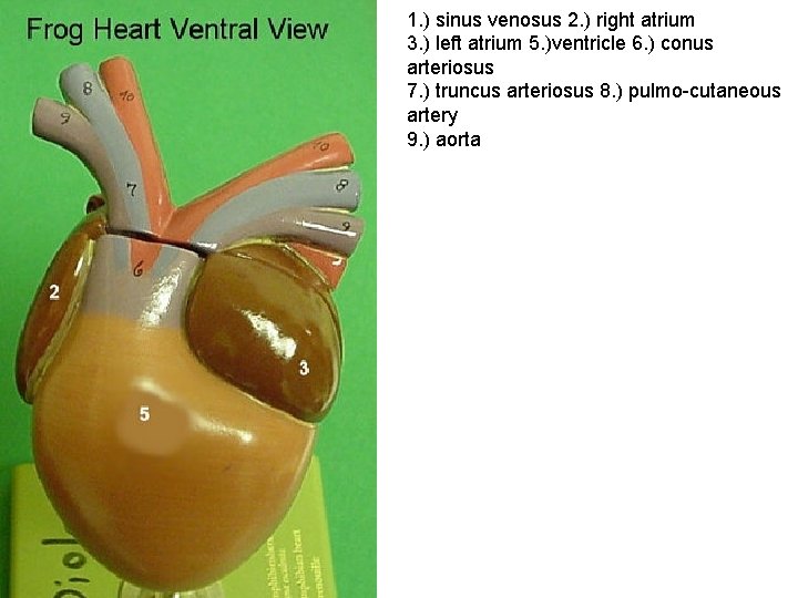 1. ) sinus venosus 2. ) right atrium 3. ) left atrium 5. )ventricle