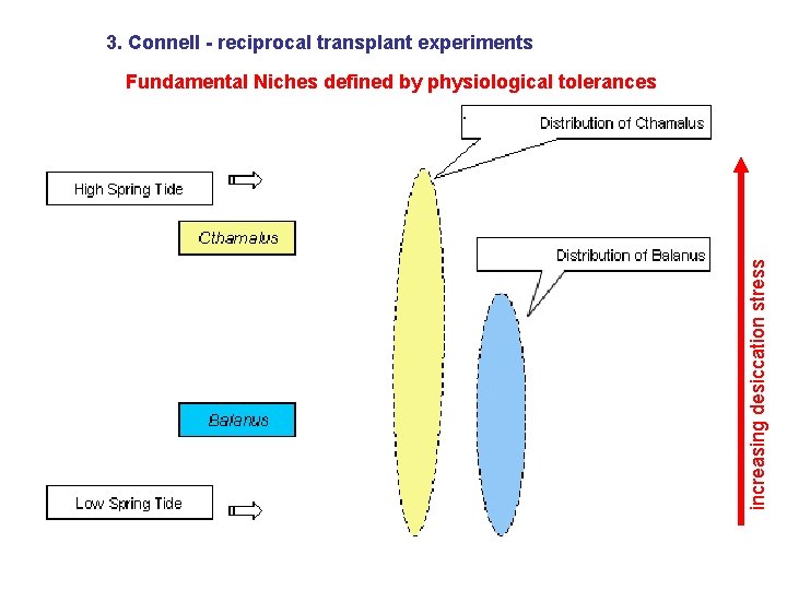 3. Connell - reciprocal transplant experiments Fundamental Niches defined by physiological tolerances ): increasing