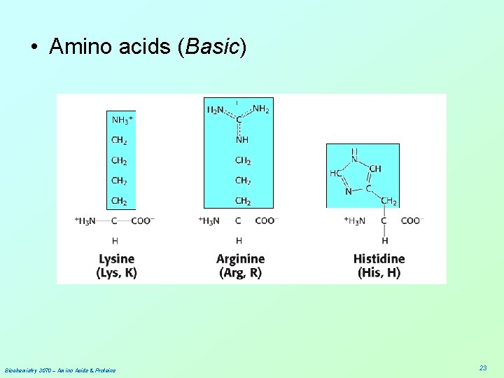  • Amino acids (Basic) Biochemistry 3070 – Amino Acids & Proteins 23 