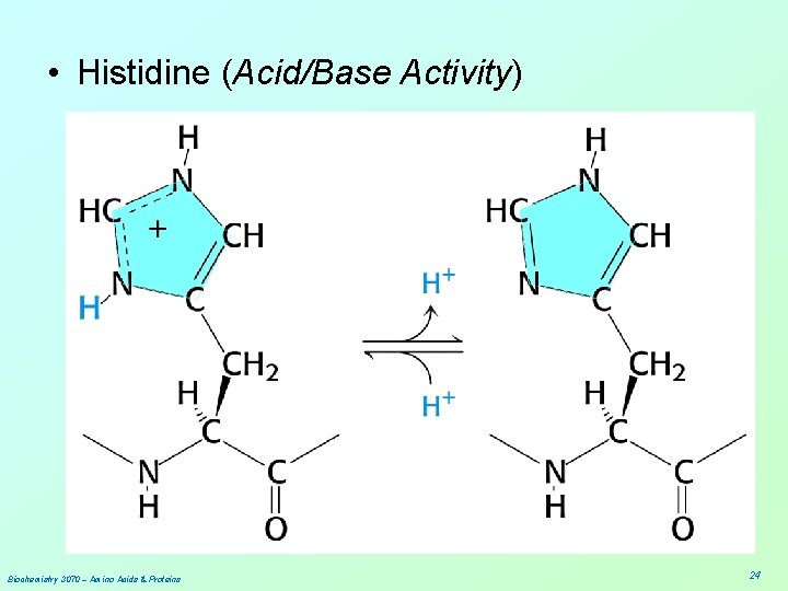  • Histidine (Acid/Base Activity) Biochemistry 3070 – Amino Acids & Proteins 24 