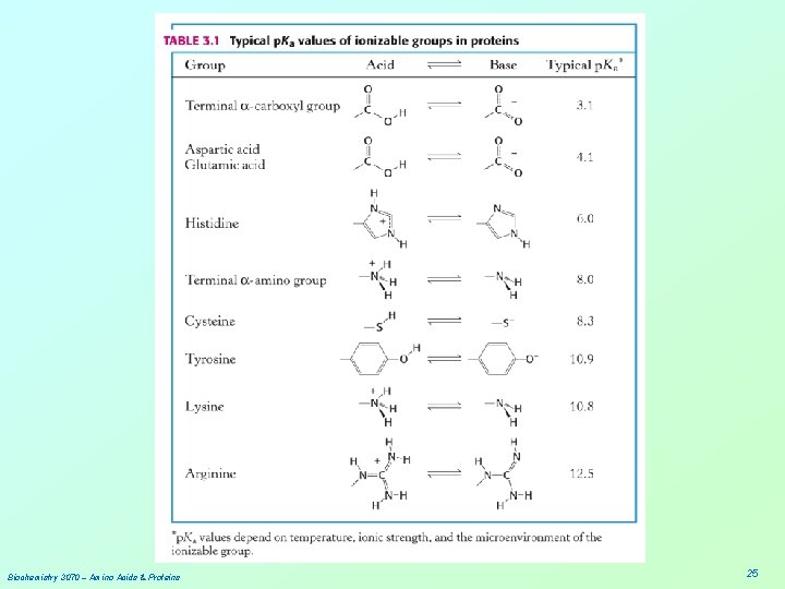 Biochemistry 3070 – Amino Acids & Proteins 25 