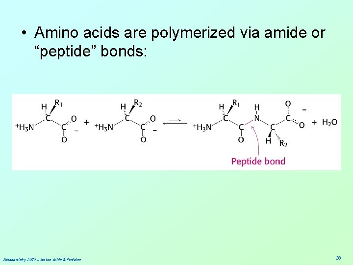  • Amino acids are polymerized via amide or “peptide” bonds: Biochemistry 3070 –