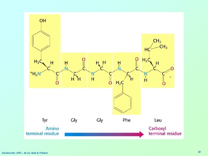 Biochemistry 3070 – Amino Acids & Proteins 30 