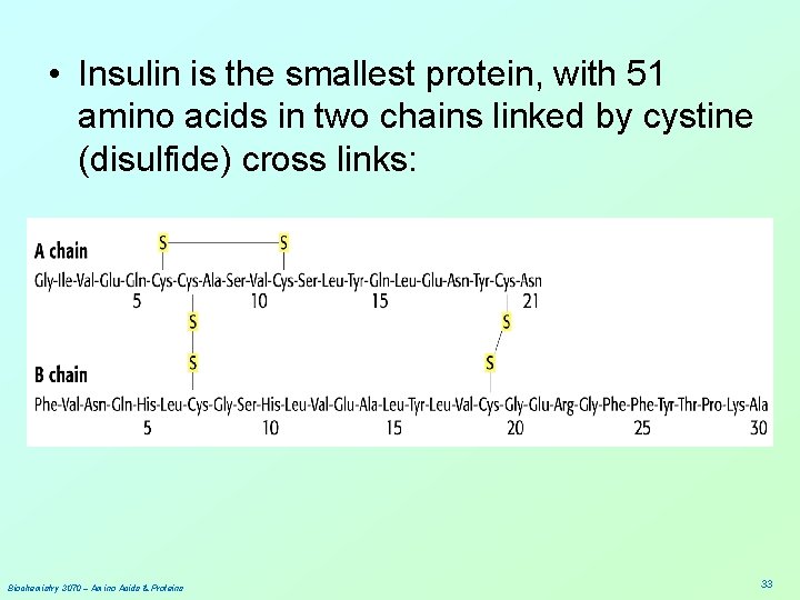  • Insulin is the smallest protein, with 51 amino acids in two chains