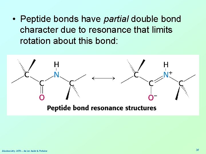  • Peptide bonds have partial double bond character due to resonance that limits