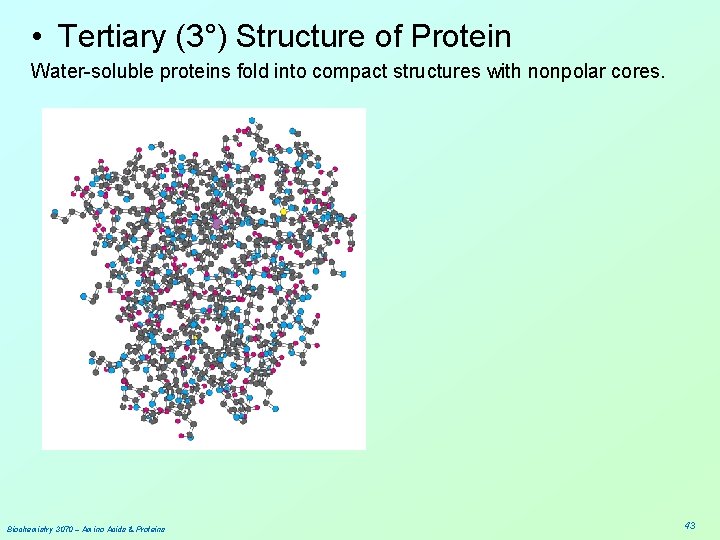  • Tertiary (3°) Structure of Protein Water-soluble proteins fold into compact structures with