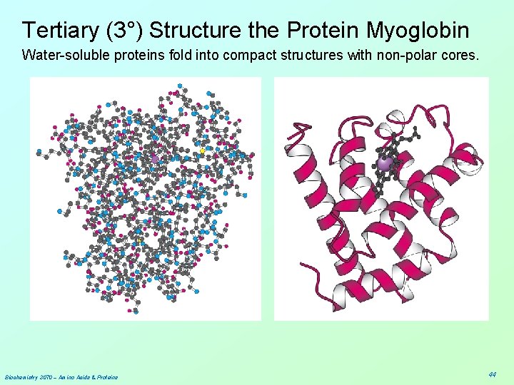 Tertiary (3°) Structure the Protein Myoglobin Water-soluble proteins fold into compact structures with non-polar