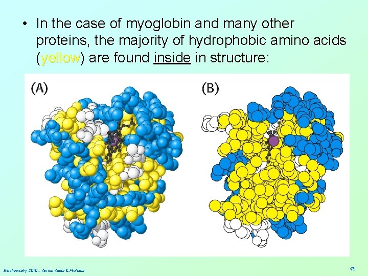  • In the case of myoglobin and many other proteins, the majority of